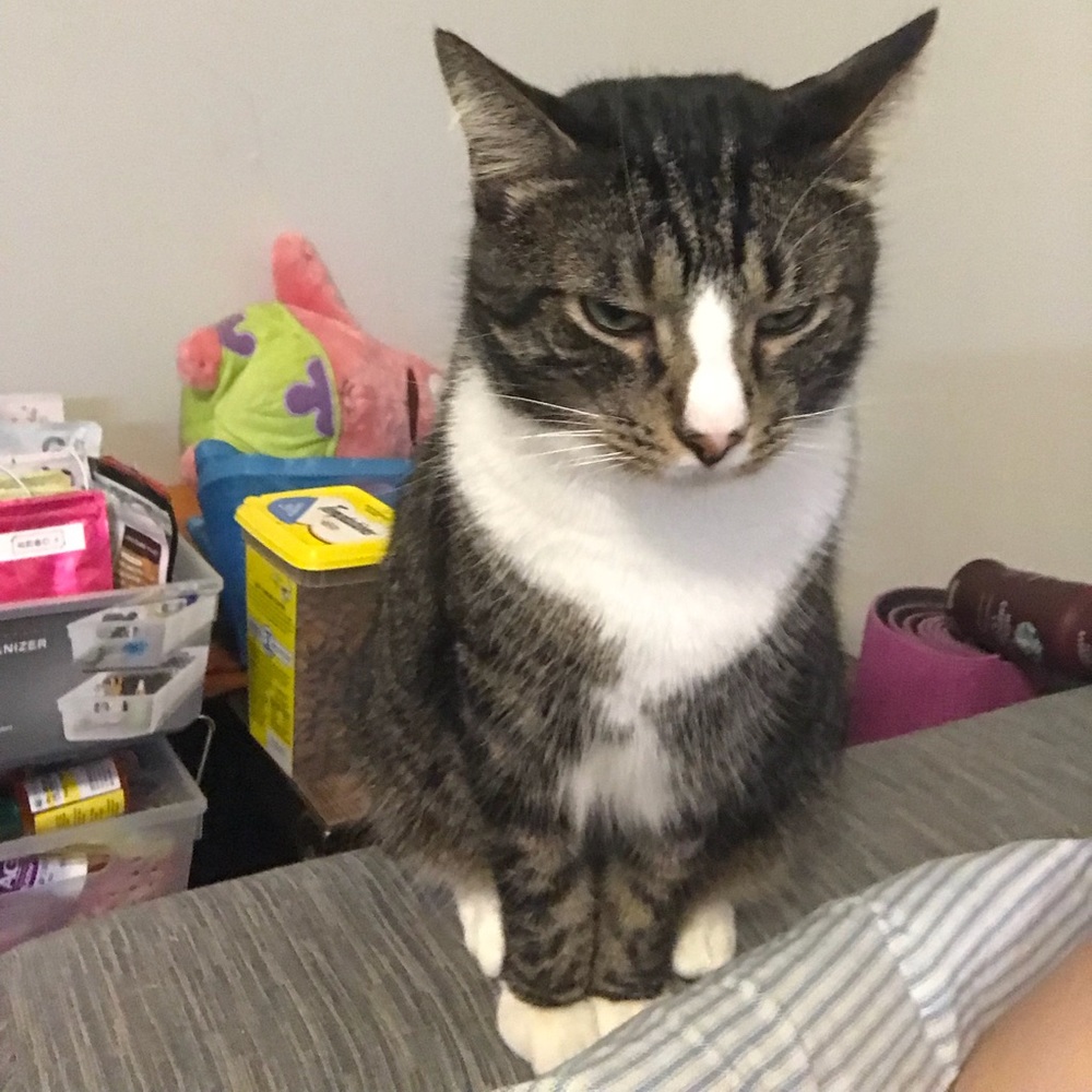 Meet your Posher, Tongtong